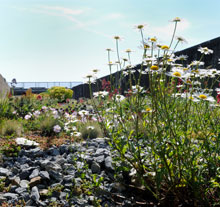 Oeuvre Jardin du <br/>Tiers-Paysage de Gilles Clément